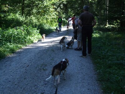 BeaglespaziergangEinladungYvonne