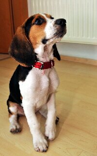 Fitz-Sitz-300 Fitz-Sitz-300