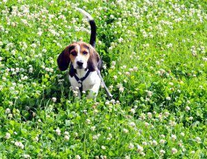 Fritz-Wiese-300 Fritz-Wiese-300