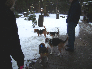 Beagletreffen 006