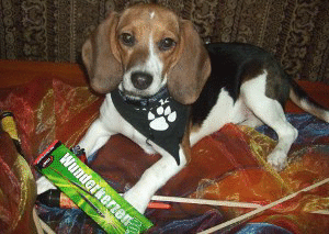 Rosi der Sivesterknaller 003-300