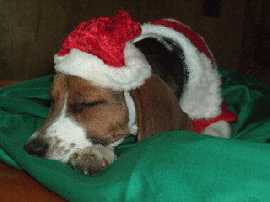 Weihnachts- Rosi 2 013-350