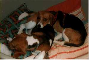 miene u Sirius miene u Sirius