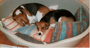 miene u sirius 2 (2) miene u sirius 2 (2)