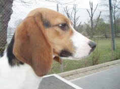 Die H�ndin Elli zog nach Duisburg