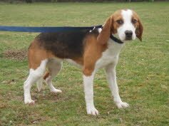 Biene fand ihr Zuhause in Kell am See