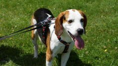 Piet, ein Jahr, geniet seinen Garten in Eppelborn