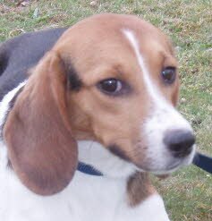 Abby, wurde in Waldshut-Tiengen freudig erwartet.