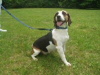 Abby zog nach Kappel-Grafenhausen