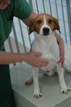 Ares f�hlt sich in Pforzheim wohl