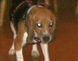 Babsi wohnt jetzt in Parsberg mit Katzen zusammen mit denen sie sich gleich angefreundet hat.