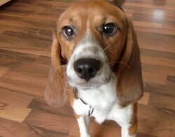 Balu, 2 Jahre, hat sein Frauchen ganz f&uuml;r sich allein.