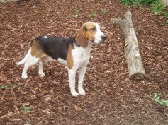 Basti, ein Jahr, f�hlt sich in Kelkeim wohl