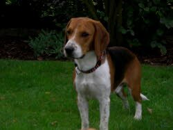 Basti, 1 Jahr, ist nach Hessdorf bei Erlangen gezogen. Dort lebt er zusammen mit einer Beagledame.