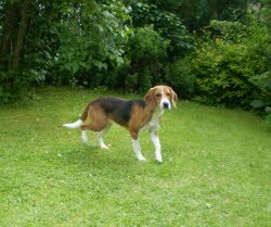 Baxi ist nach Winterlingen gezogen und f&uuml;hlt sich dort im Garten recht wohl.