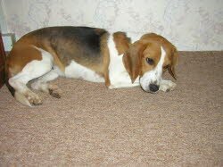 Freitag der 13.06.08 war Beas, (1 Jahr) Gl&uuml;ckstag. Sie zog zu einer ganz lieben Familie an den Stadtrand von Dresden, wo viele Streicheleinheiten und Spazierg&auml;nge an der Elbe auf sie warten.