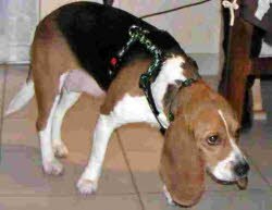 Bella lebt jetzt in Montabaur.