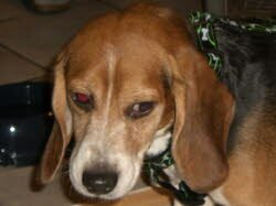 Ben wurde in Altmannstein mit dem roten Teppich empfangen.