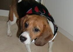 Bine, 2 Jahre, fand in Landshut ein neues Zuhause.