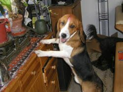 Bobby (1 Jahr) lebt nun in der N&auml;he von Schwabach bei einer netten Familie zusammen mit einer Pudeldame. Gleich nach der Ankunft hat er sein neues Zuhause inspiziert.