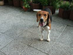 Bruno (1,5 Jahre) ist nach N&uuml;rnberg gezogen. Er lebt nun mit einer