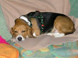 Cassie lebt gem&uuml;tlich in Freiburg. Sie macht ihrer neuen Famiilie sehr viel Freude.