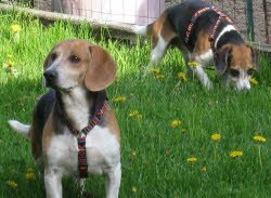 Charlie und Paul, zwei 7-j&auml;hrige R&uuml;den, haben im Elsa&Yuml; ein wundersch&ouml;nes Zuhause gefunden.