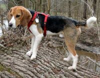 Charly zieht nach F�rth zu Chili