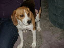 Charly f&uuml;hlt sich in seiner Neuen Familie in Oberasbach sehr wohl.