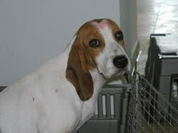 Chica hat ein Zuhause in N&uuml;rnberg gefunden, sie lebt mit einem 8-j&auml;hrigen Beagler&uuml;den zusammen.