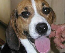 Chicco, 1 Jahr, f&uuml;hlt sich in seinem neuen Zuhause in N&uuml;rnberg beaglewohl. Er hat noch 3 weiter Spielgef&auml;hrten 