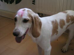 Coco (9 Monate) ist in den Kreis Ansbach gezogen. Dort kann sie mit