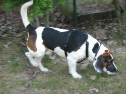 mein Name ist Copper. Am 4.4.2008 kam ich in R&ouml;merberg an. Sehr lange blieb ich nicht allein, denn am 28.12. zog Stan bei mir ein.