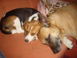 Lilly 2 Jahre, hat ihre Familie in Worms gefunden. Mit Ruby, 5 1/2 Jahre l&auml;&Yuml;t es sich herrlich kuscheln.