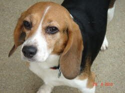 Emmy 2 Jahre ist nach M&uuml;nnerstadt gezogen.