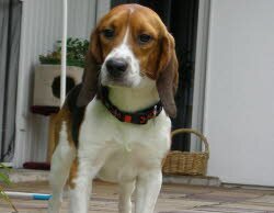 Dewen, 2 Jahre, zog nch D&uuml;rren&auml;sch in die Schweiz