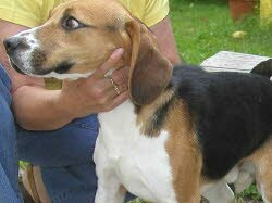 Diego, 1 Jahr, lebt jetzt in Oberasbach zusammen mit einem Hundefreund. 2 Katzen.