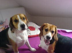 Dreamy ist zu Felix nach Schwenningen gezogen und f&uuml;hlt sich dort "beaglewohl"