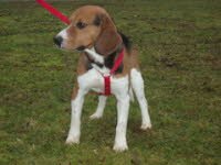 Merlin zog in die N�he von K�ln