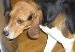 Dusty, 1 Jahr, ist in Oberfranken bei einer Gro&Yuml;familie gelandet.