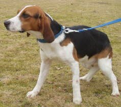 Edgar, 1Jahr, lebt jetzt im Saarland.