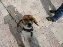 Eika traf Labrador Zoltan und eine Katze in ihrem neuen Zuhause. Sie versteht sich mit allen pr&auml;chtig