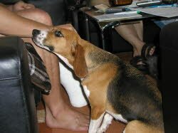 Emily ist nach Erlangen - Eltersdorf gezogen. Dort hat sie sofort interessiert Kontakt zu ihren neuen Menschen u. der Beagledame Bella aufgenommen.