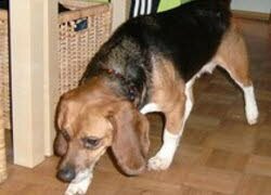 Emma versteht sich mit Dackelmischling Trixi sehr gut. 