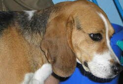 Emma, ehemalige Zuchth&uuml;ndin 4 Jahre lebt jetzt in der N&auml;he von Freystadt am Rande der Oberpfalz.