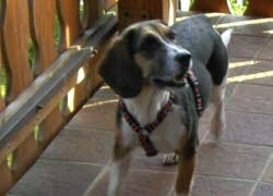 Fanny, zwei Jahre alt fand in Sengenthal Lkr. Neumarkt/Opf. bei H&uuml;ndin Carmen ein neues zu Hause. 