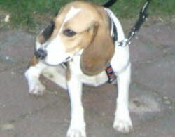 Fanny, 3 Jahre alt lebt jetz in einen wunderbaren Anwesen in Ro&Yuml;thal (Gemeinde Berching) zusammen mit Schafen, Enten, Katzen und Hund Lucie.