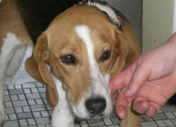 Die Fee (2 Jahre alt) ist in Arnbuch das schon in Oberbayern liegt gelandet.