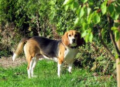 Fee geniet den Garten in Bad Soden