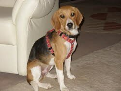 Frida ist nach Oberasbach bei N&uuml;rnberg gezogen. Sie ist die neue Freundin v. Beagle Diego.